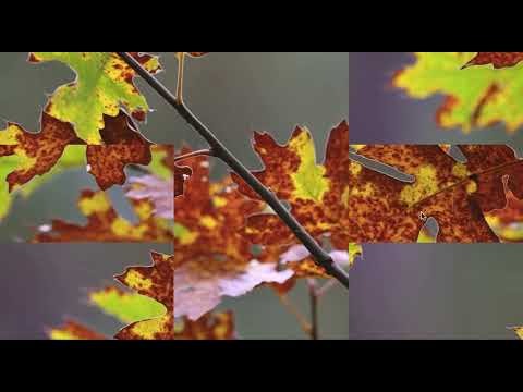 Video Puzzle (Juego) Cover